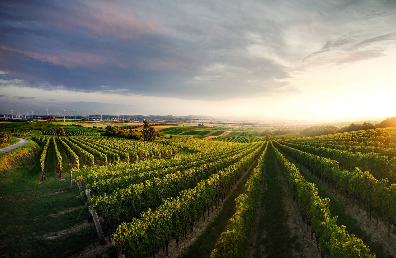 Austria vineyard Blaufränkisch wine