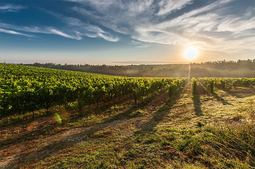 How Climate Changes will Change the Wine Climate