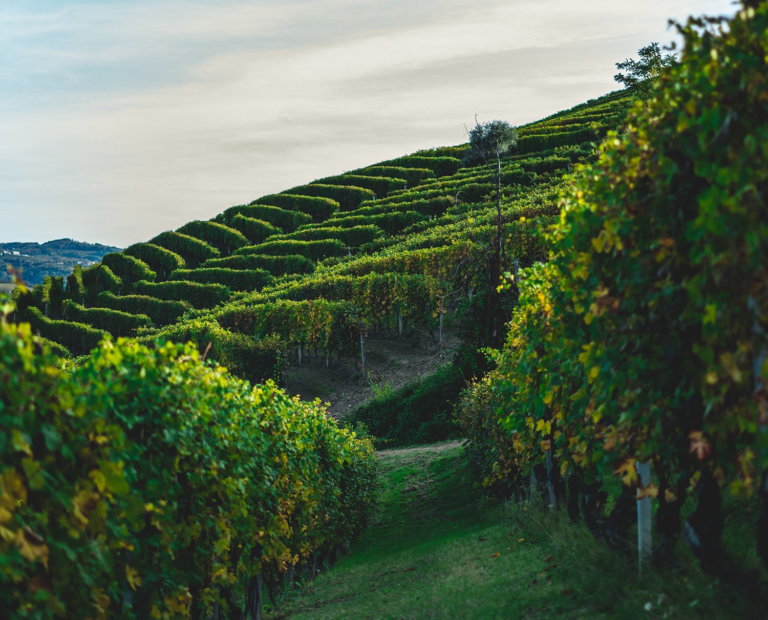 Australian Nebbiolo