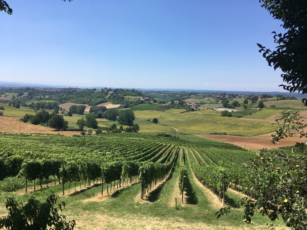 barbera nizza