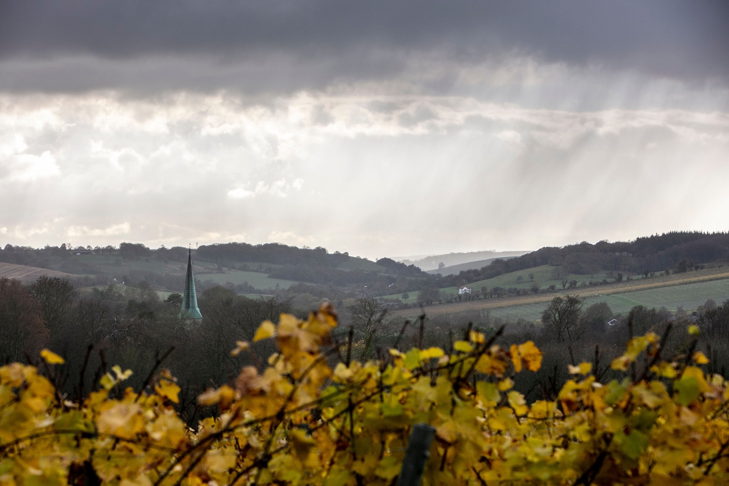 Views to Barham from vineyard_res.jpg