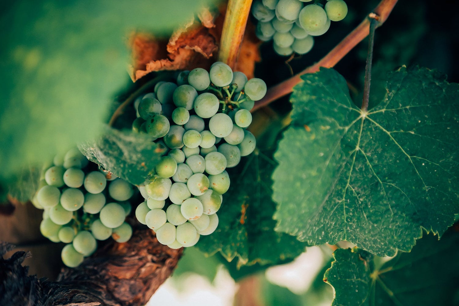 wine club australia.jpg