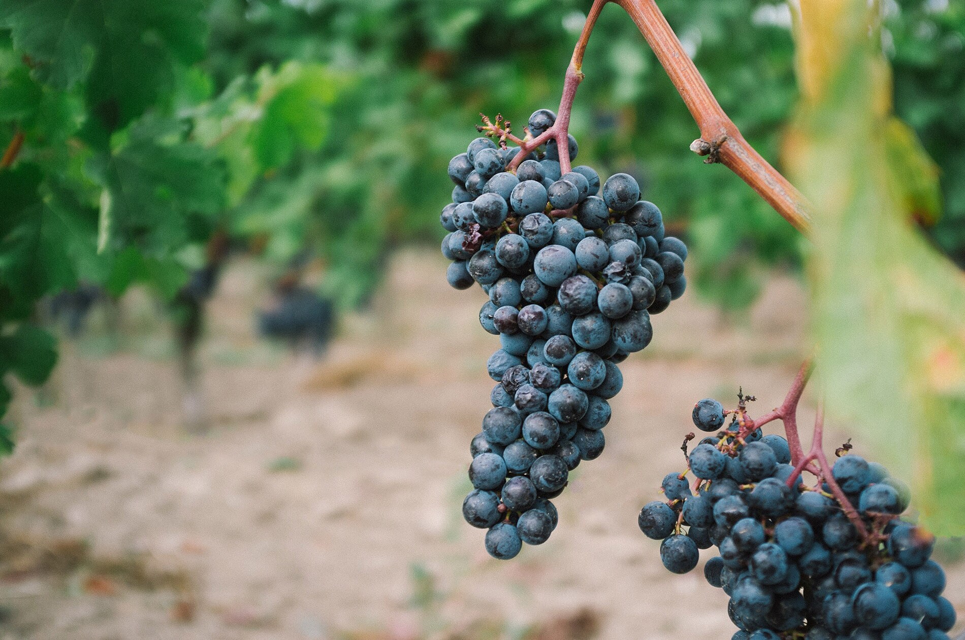 SaintEmilion howard-bouchevereau-vHnQqO3TT4c-unsplash_LR.jpg