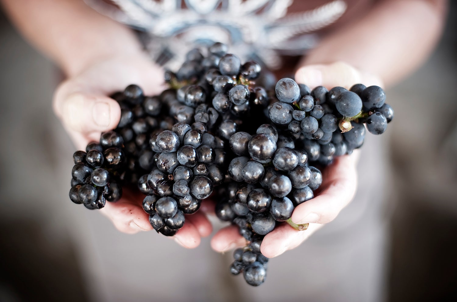 Winemaking.Gladstone.Vineyard4_lowres.jpg