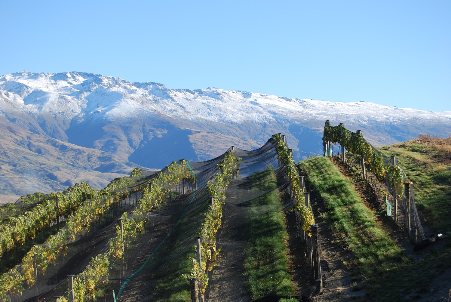 Central.Otago.Mishas.Vineyard3_lowres.jpg