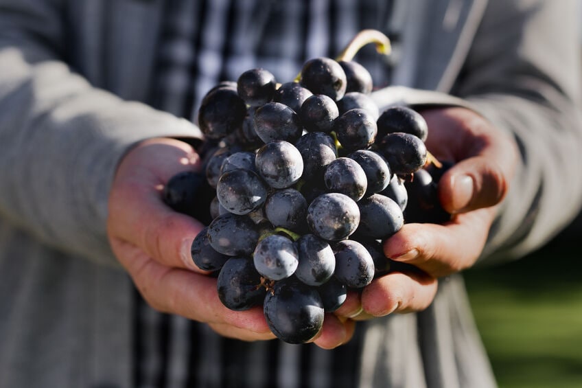 syrah varietal.jpg