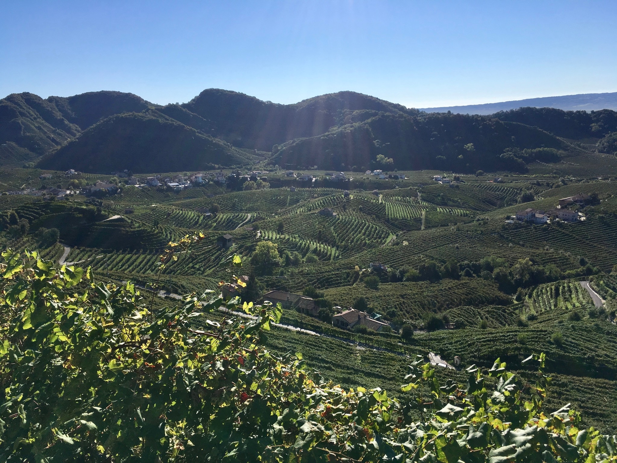 Prosecco Superiore from Cartizze.jpg