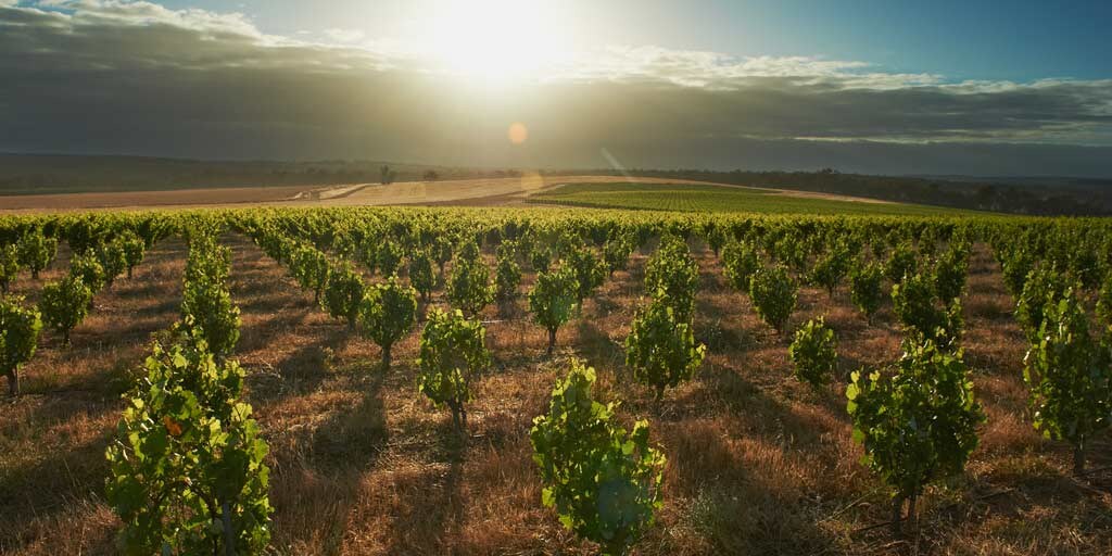 great southern vineyard.jpg
