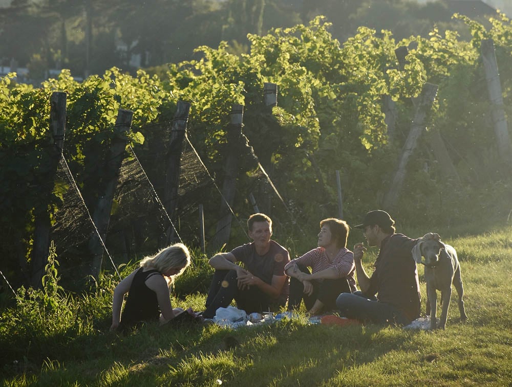 wineyard.jpg