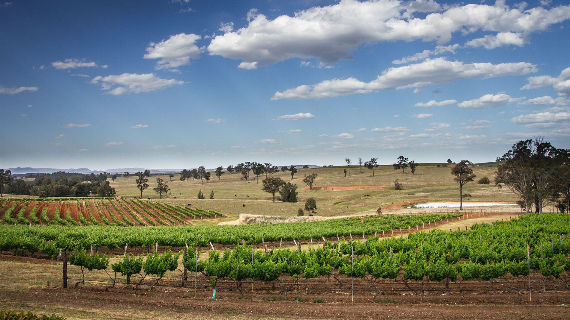 Australian Chardonnay_Hunter Valley.jpg