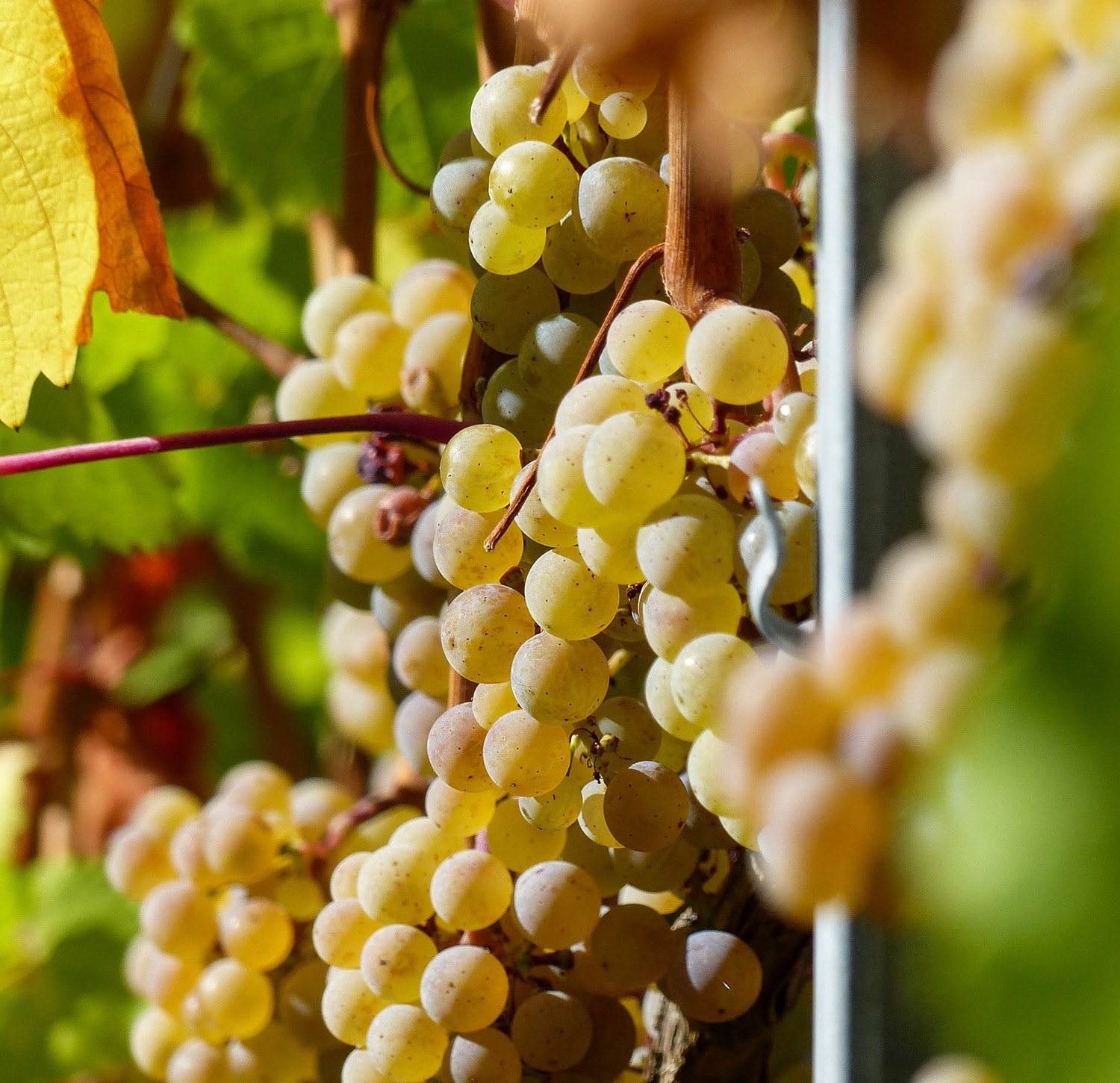 Riesling Grape_RES.jpg
