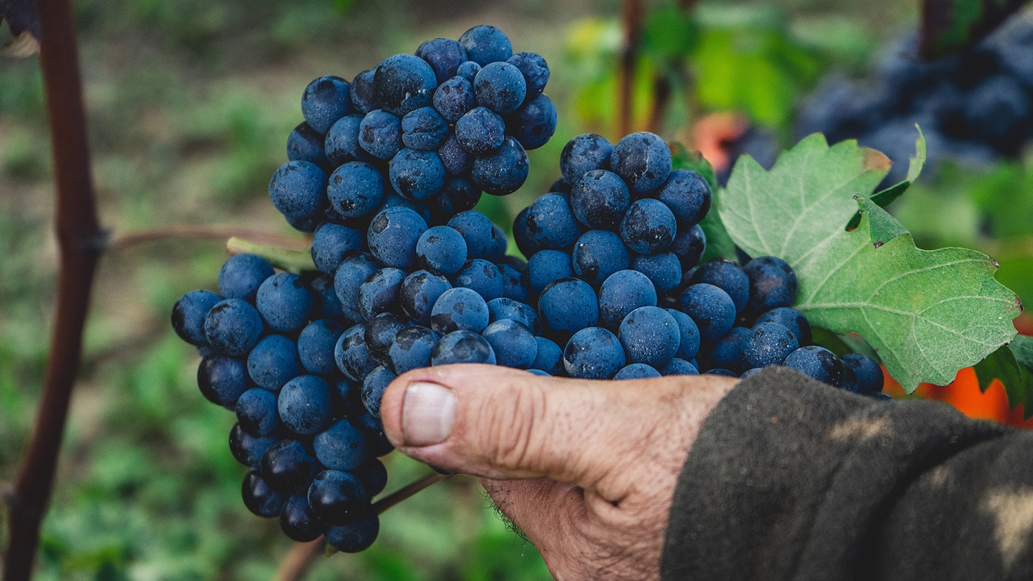 Auto uddøde Forbrydelse Australian Nebbiolo | Home