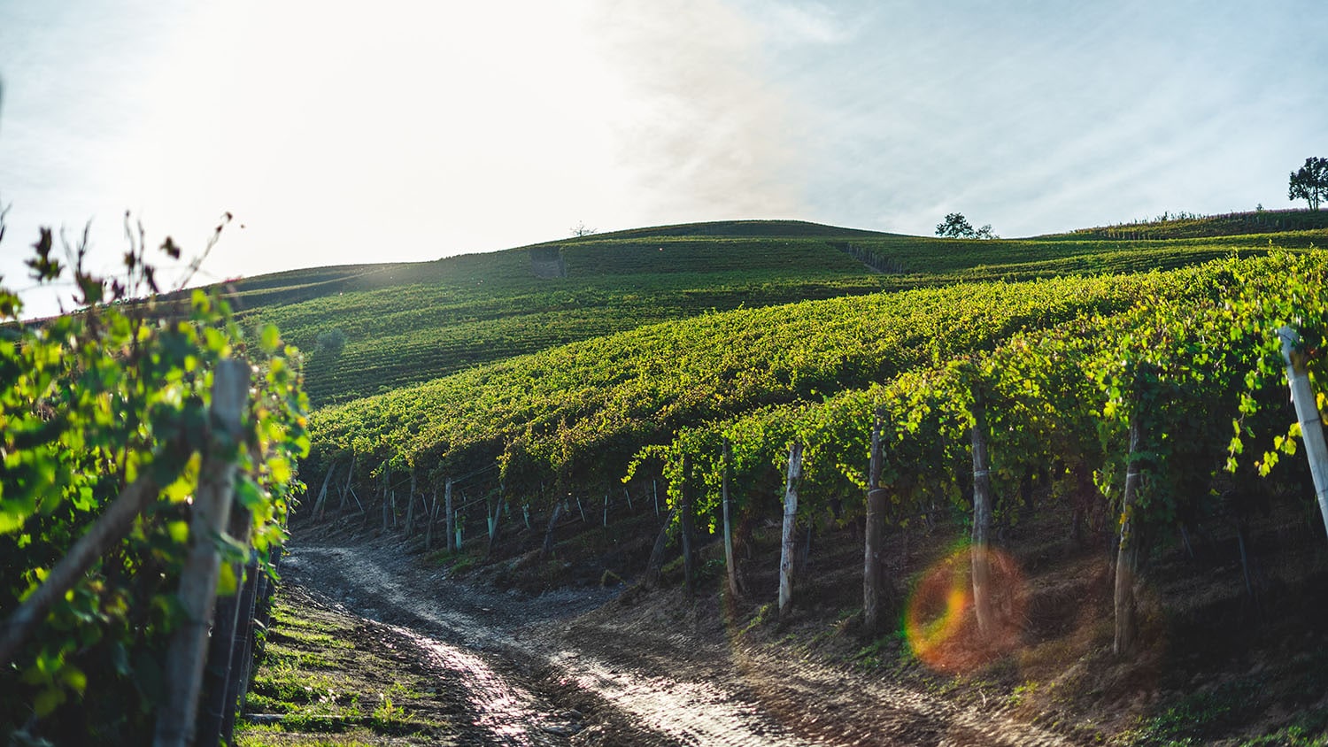 Nebbiolo .jpg