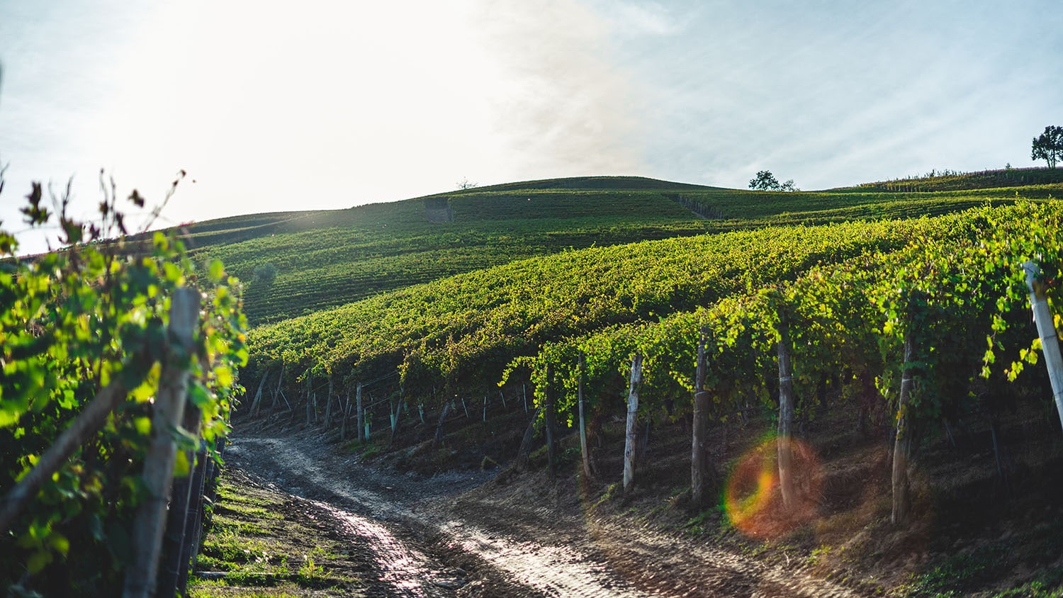 Auto uddøde Forbrydelse Australian Nebbiolo | Home