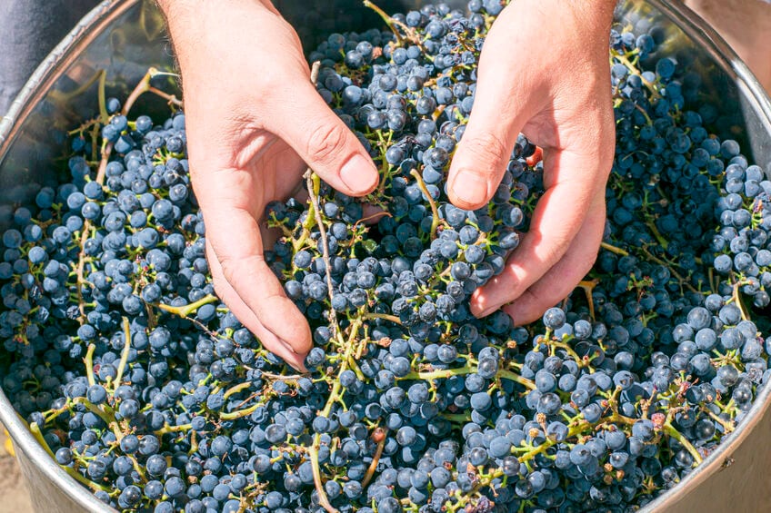 Sustainable Winegrowing.jpg