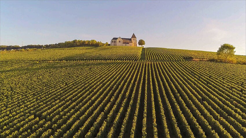 champagne landscape.jpg