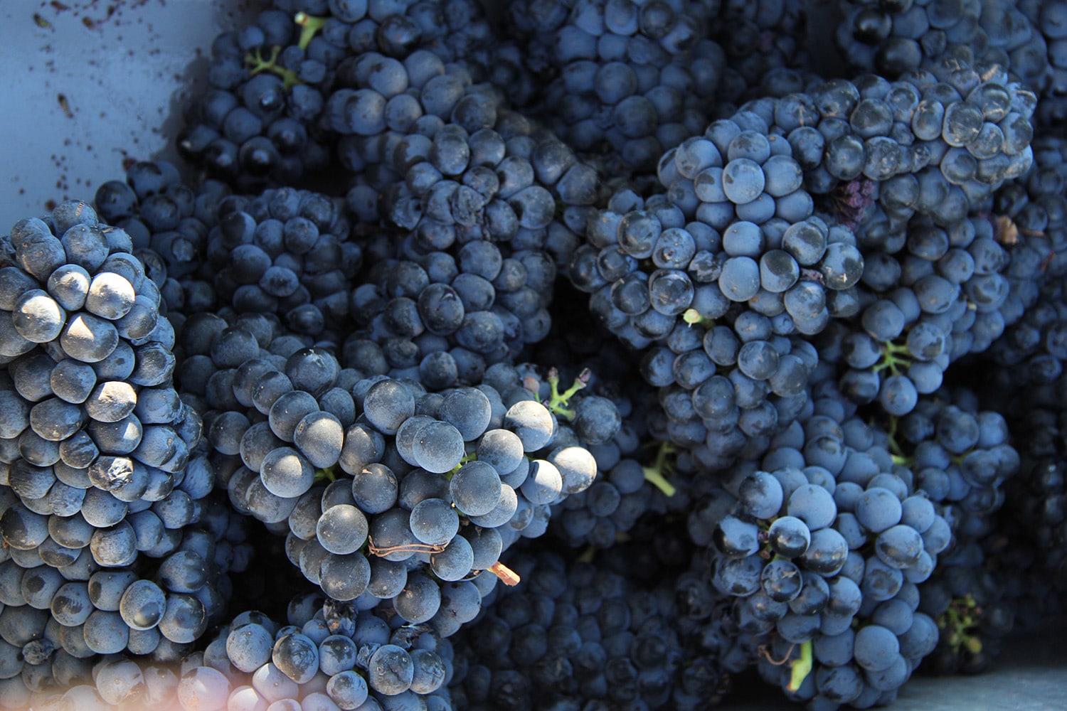 Ericas Petite Sirah_res.jpg