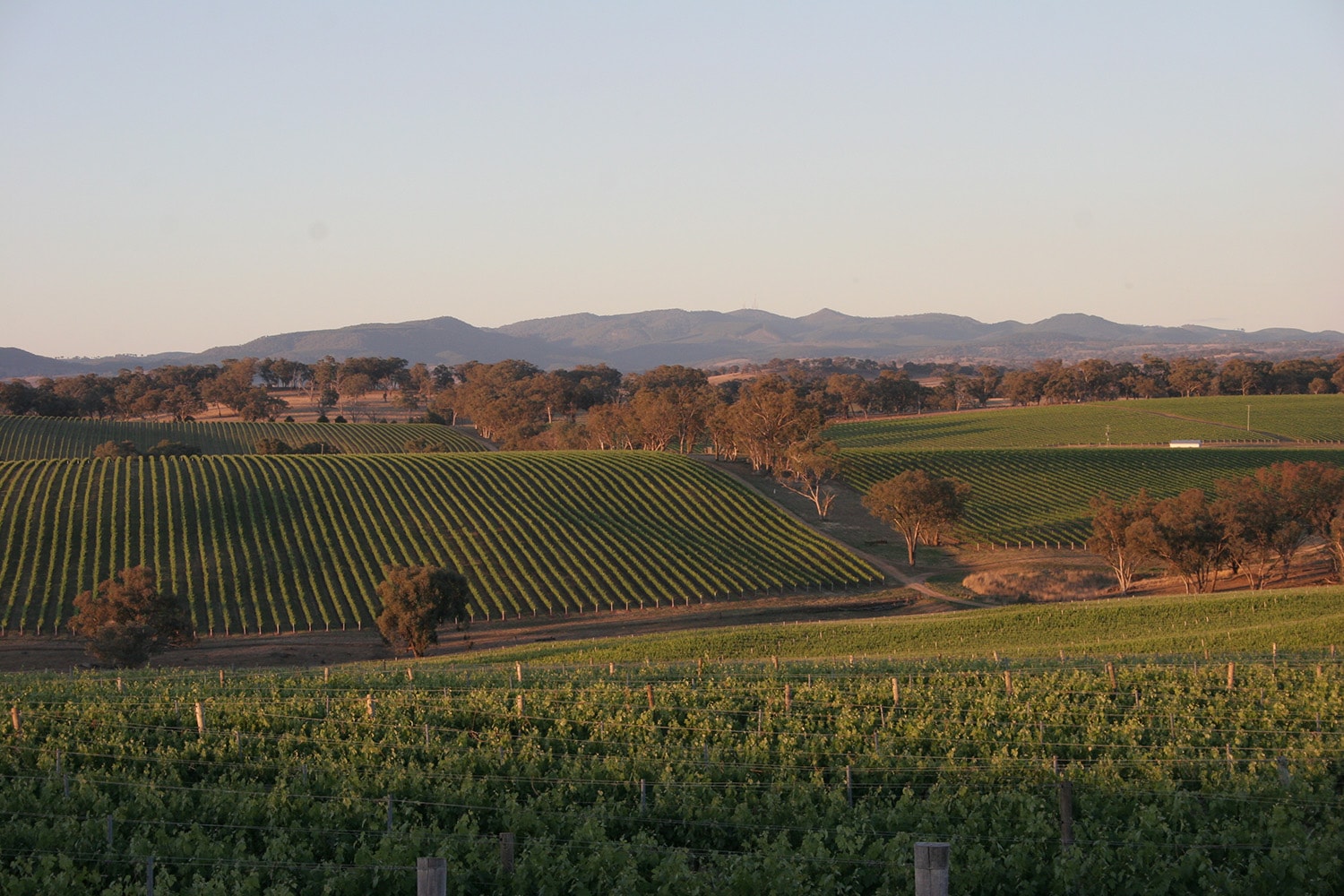 Angullong Vineyard landscape_res.jpg