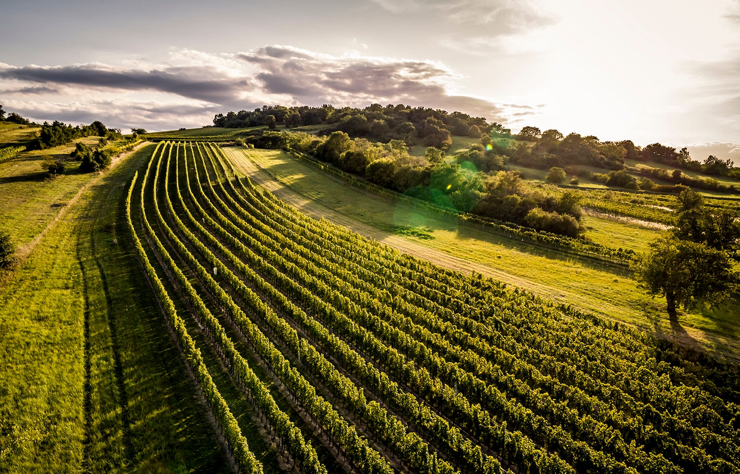 Austria Leithaberg vineyard .jpg