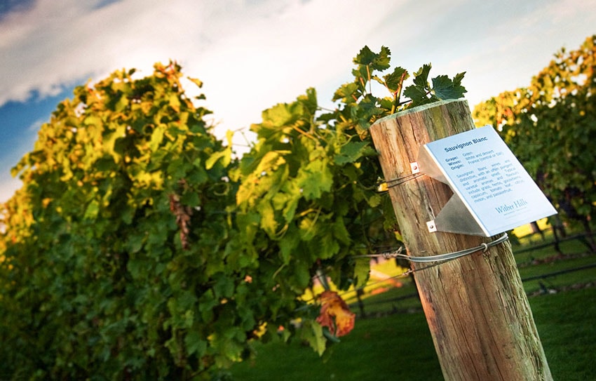 marlborough.wither.hills.vineyards pic.jpg