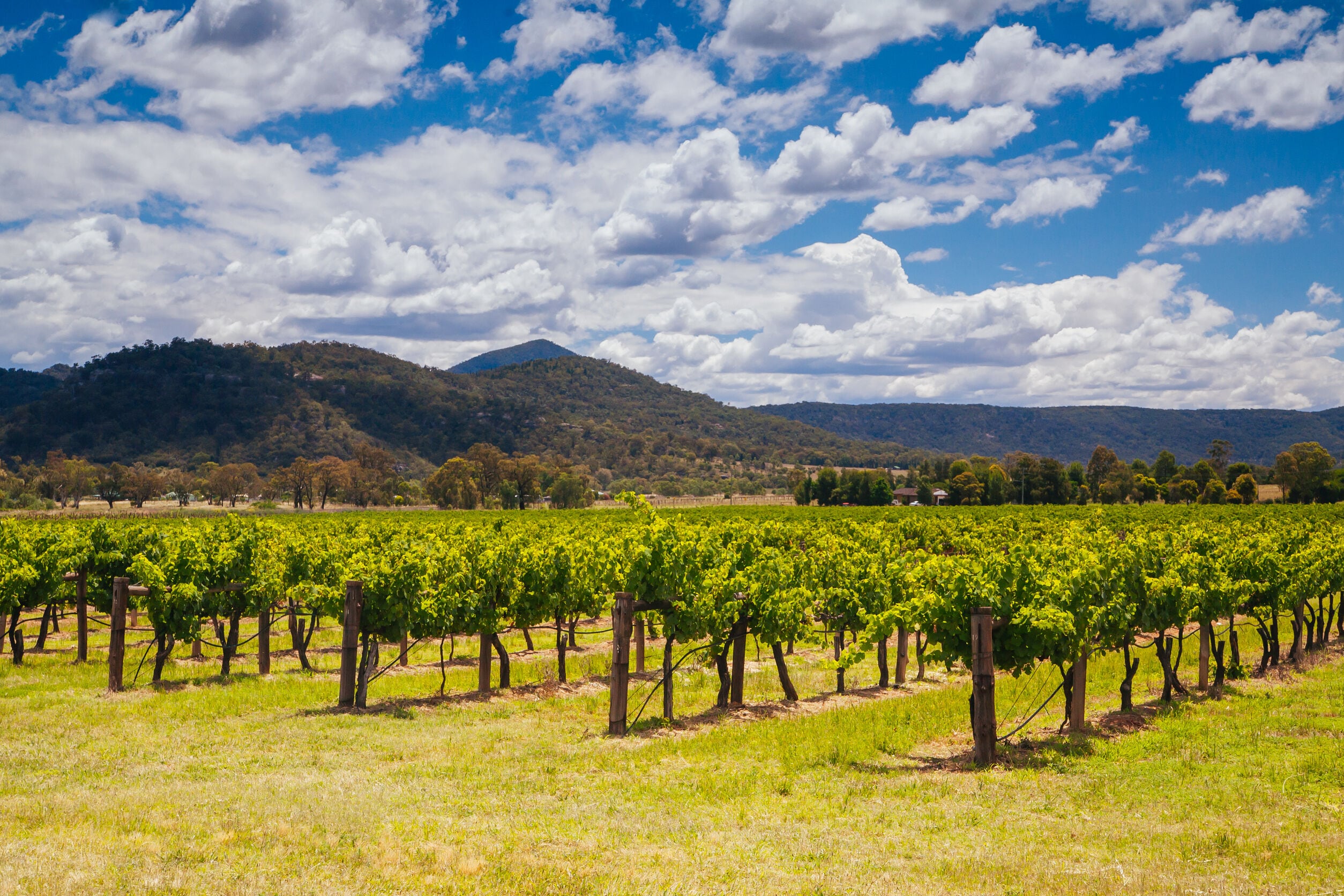 hunter valley.jpg