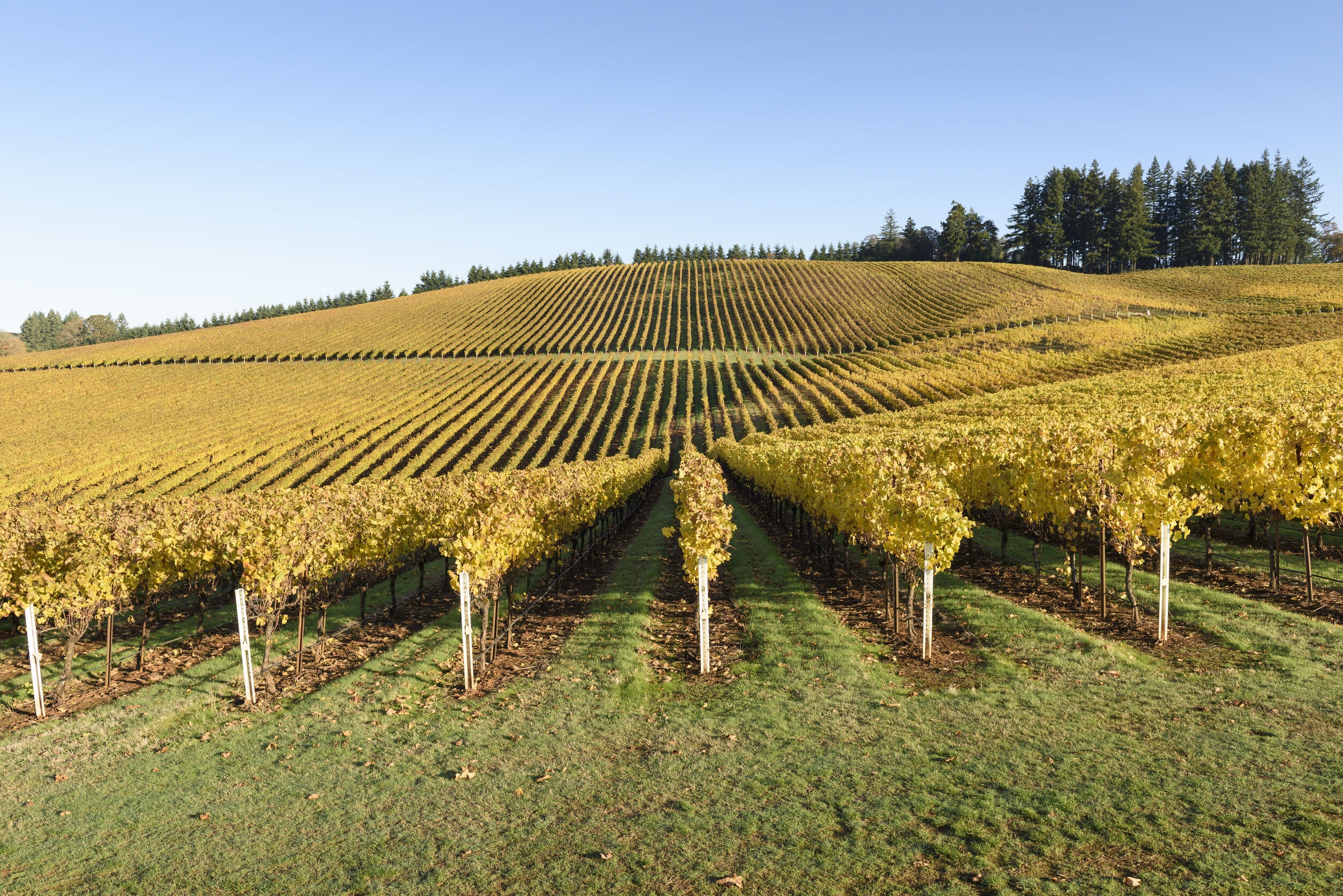 oregon vineyard.jpg