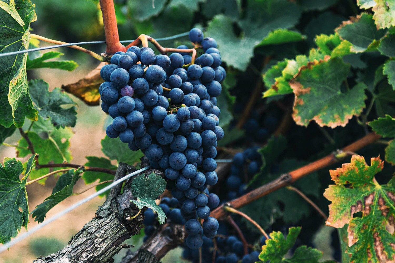 vineyard red wine.jpg